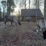 Reindeer Meet and Feed - Talkeetna - Final Thoughts: Is It Worth It?
