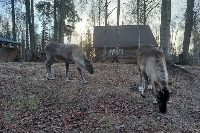 Reindeer Meet and Feed - Talkeetna - Final Thoughts: Is It Worth It?