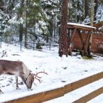 Reindeer Park Adventure VIP Car (private service) - The Practical Side: What You Need to Know