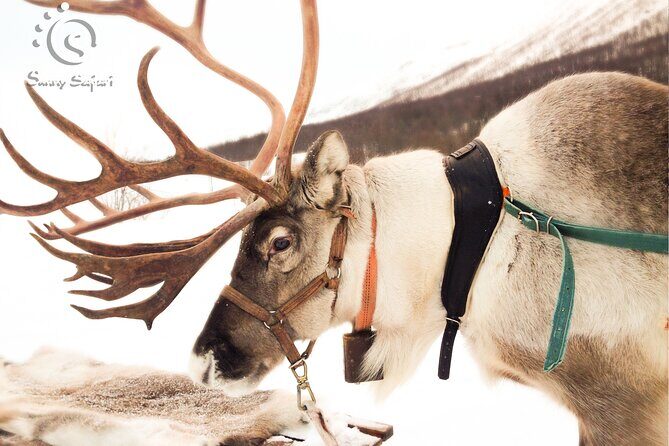 Reindeer Safari in Arctic Wilderness - Who Should Consider This Tour?