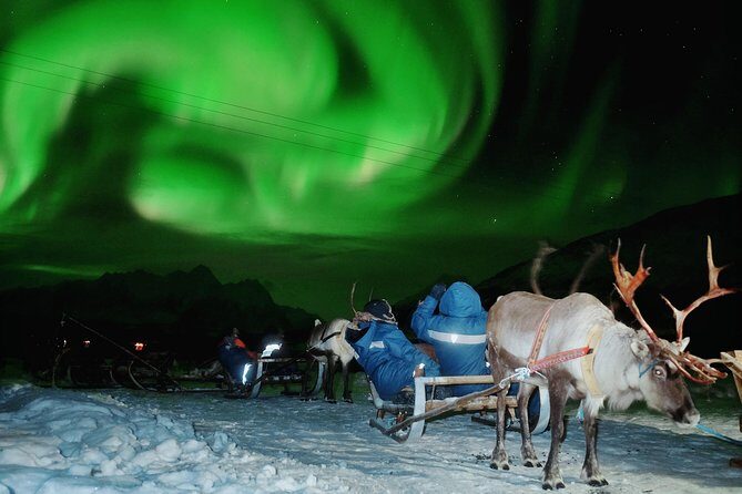 Reindeer Sledding and Feeding with Chance of Northern Lights Tromso - Final Thoughts