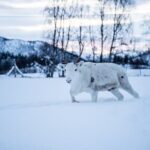 Reindeer Sledding, Feeding And Sami Culture At Reindeer Farm - The Sum Up