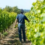 Restigné: Discover the winemaking cellar and taste local wines - The cellar tour: what to expect