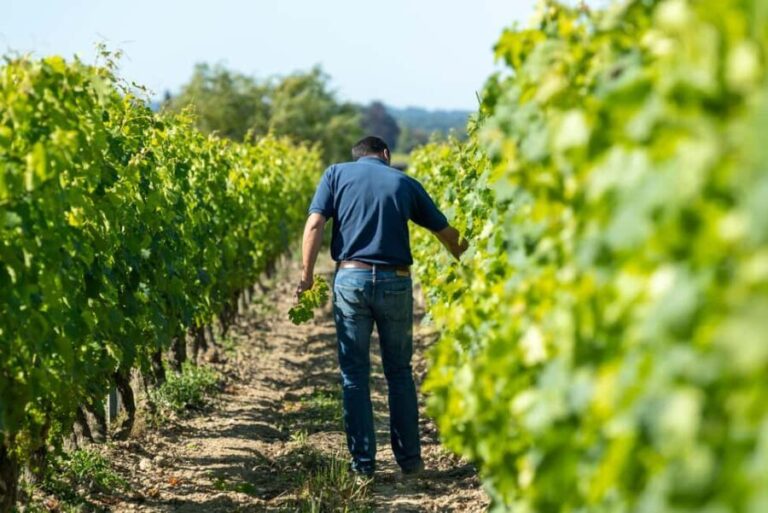 Restigné: Discover the winemaking cellar and taste local wines - The cellar tour: what to expect