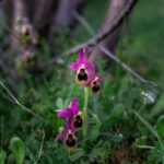 Rethymno: Flower Adventure - Final Thoughts