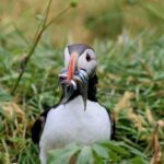 Reykjavik: 1-Hour Puffin Watching Tour - The Realities of the Experience