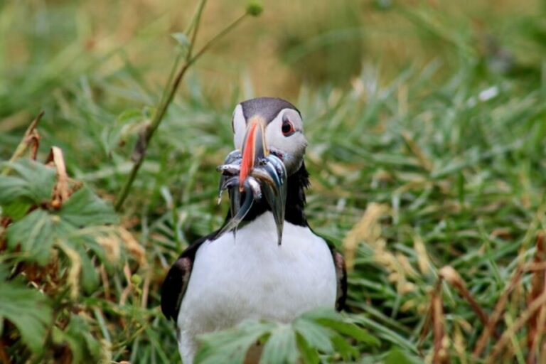 Reykjavik: 1-Hour Puffin Watching Tour - The Realities of the Experience