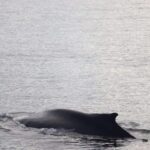 Reykjavik: 9pm Whale Watching Cruise in the Arctic Sun - Practical Considerations