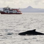 Reykjavik: Afternoon Whale Watching Super Saver - Key Points
