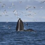 Reykjavik: ATV Ride & Whale Watching Boat Tour - The Real Deal: What Travelers Say