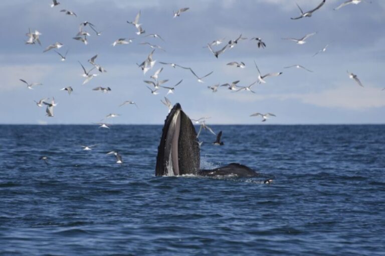 Reykjavik: ATV Ride & Whale Watching Boat Tour - The Real Deal: What Travelers Say