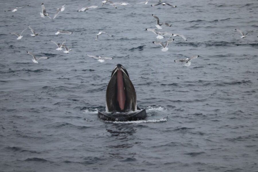 Reykjavik: Best Value Whale Watching Boat Tour - Who Is This Tour Best For?