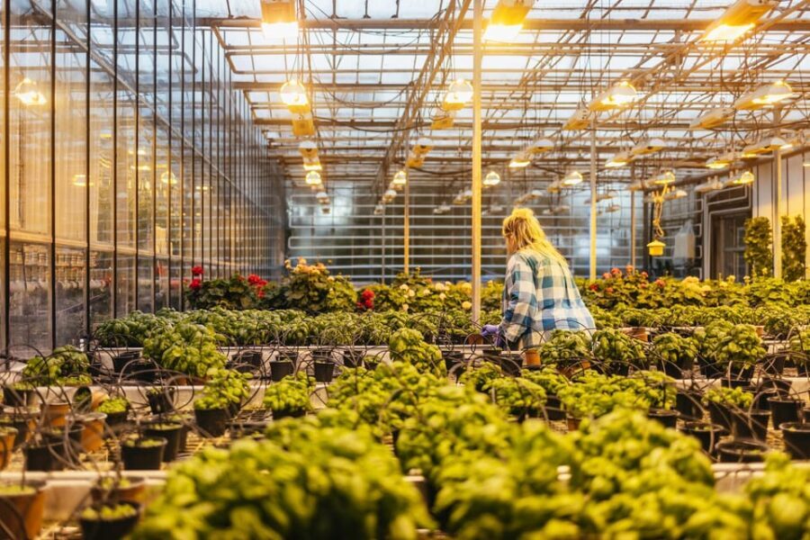 Reykjavik: Golden Circle, Kerid, and Fridheimar Minibus Tour - The Food and Local Experience