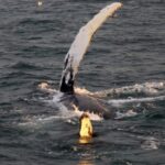 Reykjavík: Midnight Sun Whale Watching Cruise - The Experience in Detail