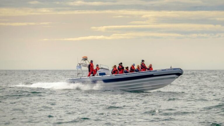 Reykjavik: Premium Whale and Puffin Watching Evening Tour - Is It Worth the Price?