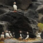 Reykjavik: Puffin Watching Tour - Is This Tour Worth the Price?