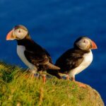 Reykjavik: Puffin Watching Tour - Is It Worth the Price?