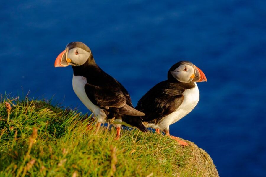 Reykjavik: Puffin Watching Tour - Is It Worth the Price?