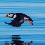Reykjavik: Puffin Watching Tour by RIB Speedboat - Key Points