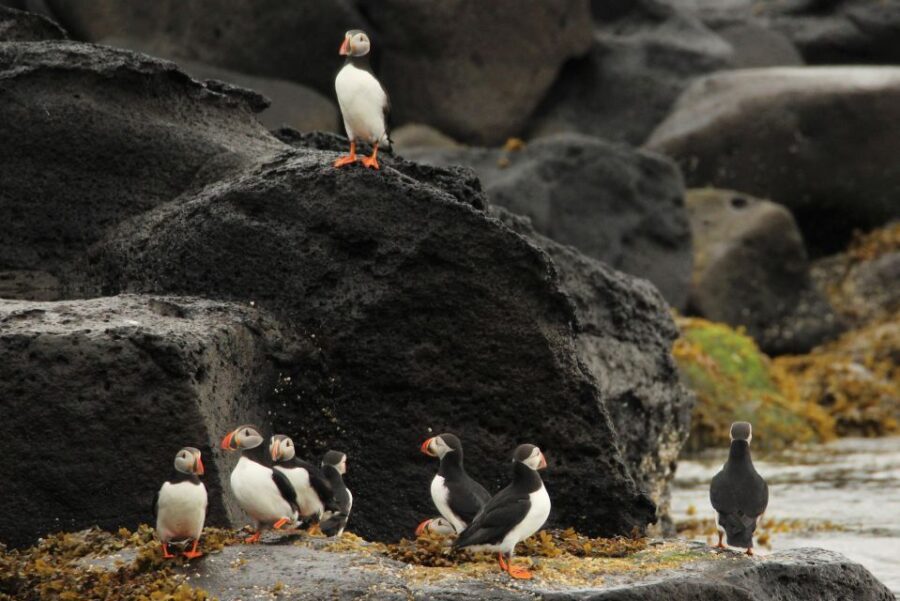 Reykjavik: Puffin Watching Tour - Is This Tour Worth the Price?