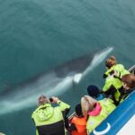Reykjavik Shore Excursion: Whale-Watching Cruise - Who Will Love This Tour?