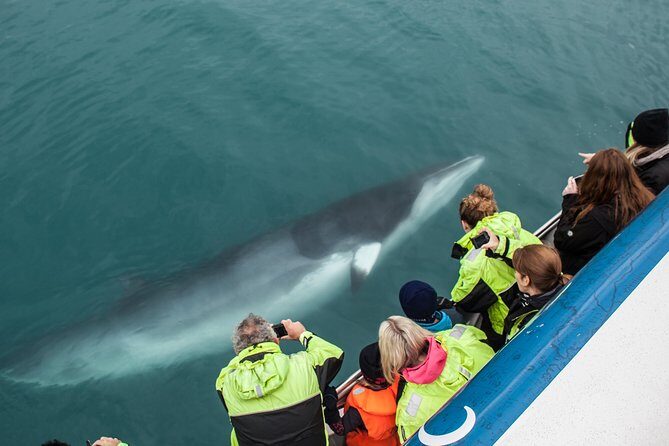 Reykjavik Shore Excursion: Whale-Watching Cruise - Who Will Love This Tour?
