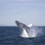Reykjavik: the Original 3-Hour Whale Watching Tour - Duration, Pricing, and Value