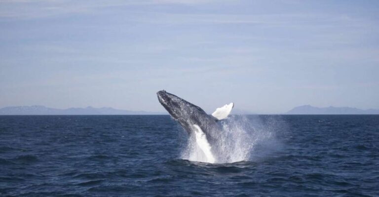 Reykjavik: the Original 3-Hour Whale Watching Tour - Duration, Pricing, and Value