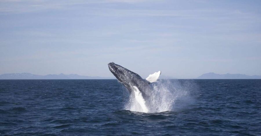 Reykjavik: the Original 3-Hour Whale Watching Tour - Duration, Pricing, and Value
