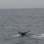 Reykjavik: Whale Watching and Dolphin Watching Yacht Cruise - FAQs