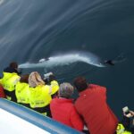 Reykjavík: Whale Watching and Food Lovers Combo - Analyzing the Value