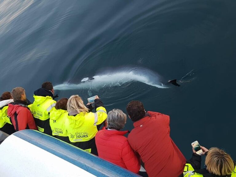 Reykjavík: Whale Watching and Food Lovers Combo - Analyzing the Value