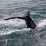 Reykjavik: Whale Watching and Puffin Excursion - Who Will Love This Tour?