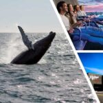Reykjavík: Whale Watching Cruise and FlyOver Combo Ticket - Who Should Consider This Tour?