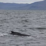 Reykjavik: Whale Watching Excursion & Whale Exhibition - The Sum Up