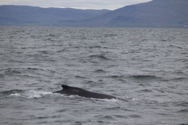 Reykjavik: Whale Watching Excursion & Whale Exhibition - The Sum Up