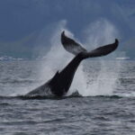 Reykjavik: Whale Watching Express - The Experience at Sea