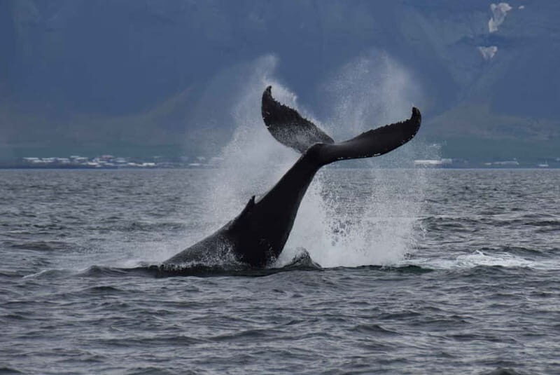 Reykjavik: Whale Watching Express - The Experience at Sea
