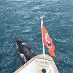 Reykjavik: Whale Watching in Faxaflói Bay & Live Lava Show - A Balanced Look at the Tour