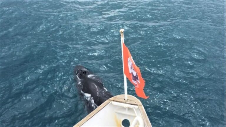 Reykjavik: Whale Watching in Faxaflói Bay & Live Lava Show - A Balanced Look at the Tour