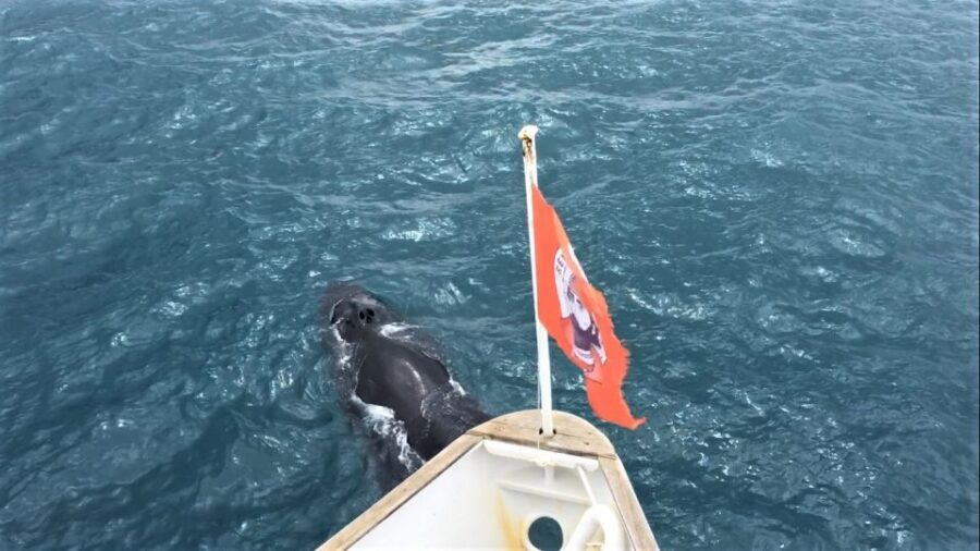 Reykjavik: Whale Watching in Faxaflói Bay & Live Lava Show - A Balanced Look at the Tour