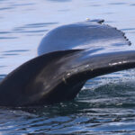Reykjavik: Whale Watching Morning Expedition - The Trip in Detail