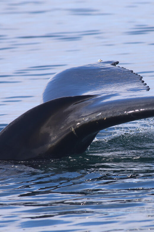 Reykjavik: Whale Watching Morning Expedition - The Trip in Detail