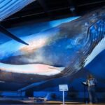 Reykjavik: Whale Watching Tour, Whales of Iceland Exhibition - The Value of This Experience