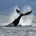 Reykjavik: Whale Watching Tour with Expert Guide - Pricing and Value