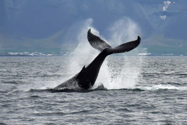 Reykjavik: Whale Watching Tour with Expert Guide - Pricing and Value