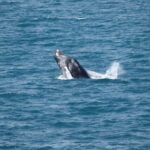 Reykjavik: Whale Watching Tour with Express Option - The Breakdown of the Itinerary