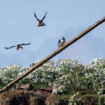 Reykjavik: Whales and Puffins Express Cruise Combo Tour - Authentic Experiences and Genuine Value