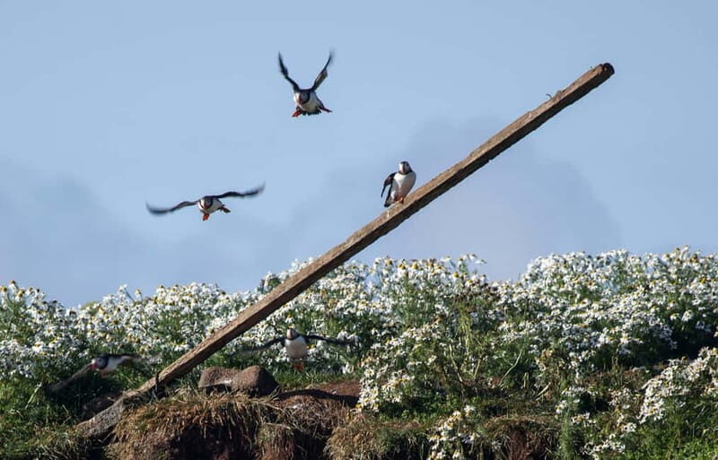 Reykjavik: Whales and Puffins Express Cruise Combo Tour - Authentic Experiences and Genuine Value