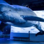 Reykjavik: Whales of Iceland Museum Entrance Ticket - The Educational Value and Exhibits